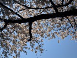 2011年春 靖国神社 千鳥ヶ淵 桜撮影会