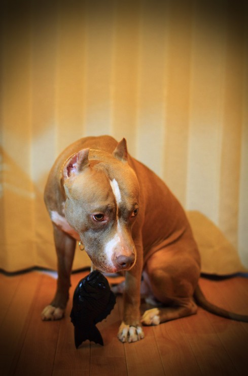 IMG_6551のコピー